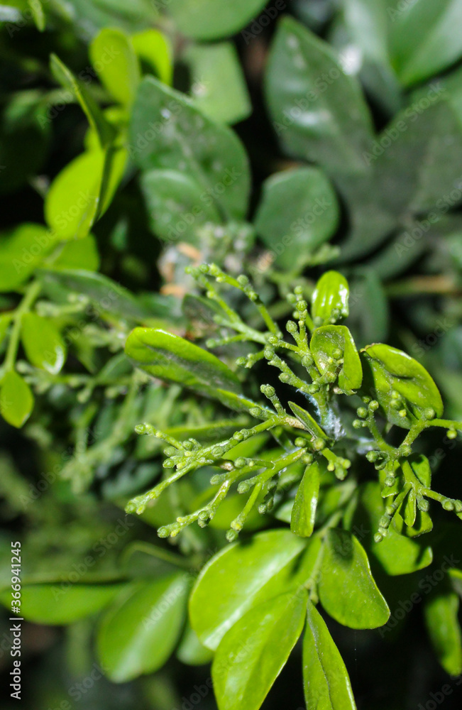 close up of green leaves close up of green leaves