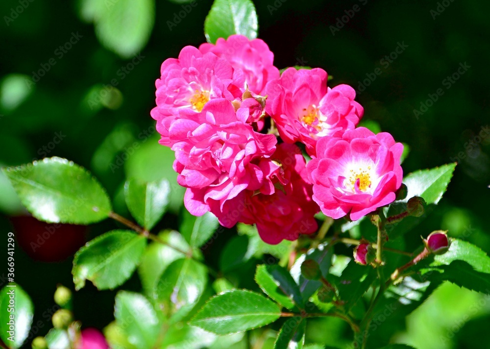 Bush with blooming pink roses