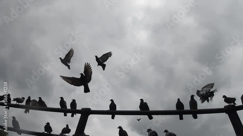 Flock of birds taking off in slow motion