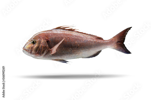 Fresh Common seabream on a white background