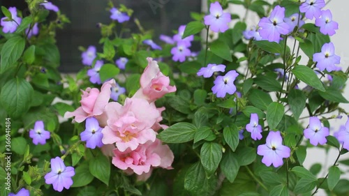 Pink snapdragon flowers on a background of green leaves and small blue flowers of American Browallia near the window outside the house on a summer day photo