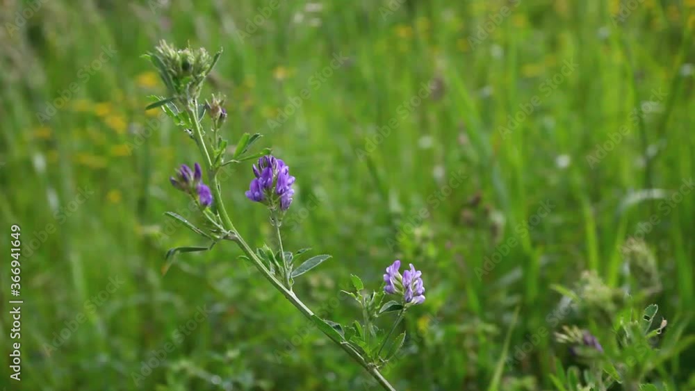 Blue Alfalfa blossom, Medicago sativa, in a field Blue Alfalfa blossom, Medicago sativa, in a field