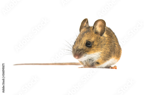 Pretty mouse isolated on white background © creativenature.nl
