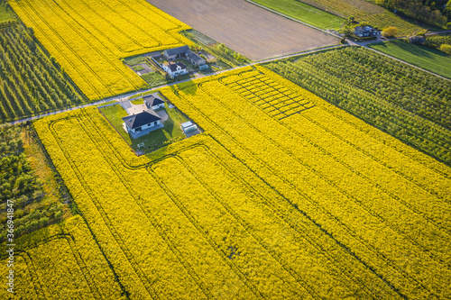 Drone view of yellow blooming rapeseed field in Rogow village, Lodz Province of Poland