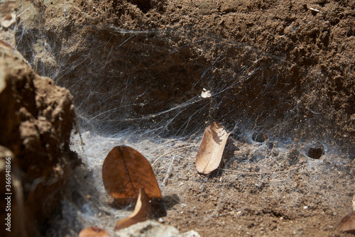 Spider web on the ground  in the vace