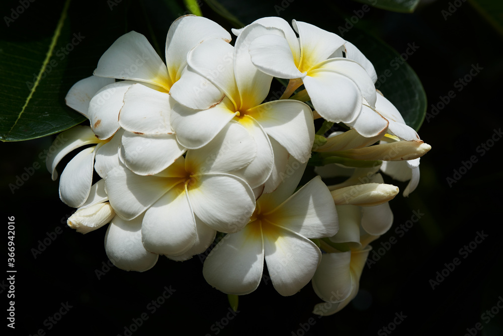 Fototapeta premium A branch of beautiful plumeria alba flowers