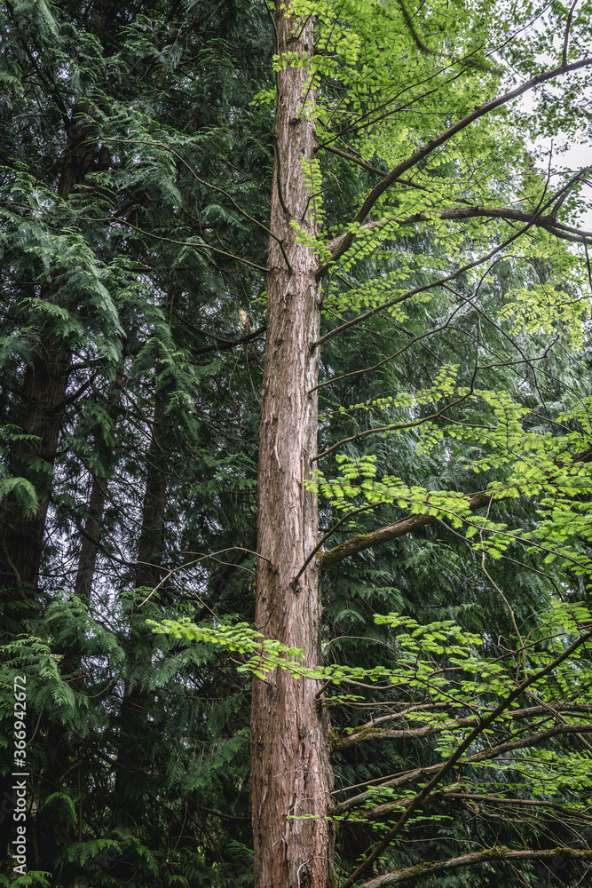 Fototapeta premium Metasequoia tree also called dawn redwood