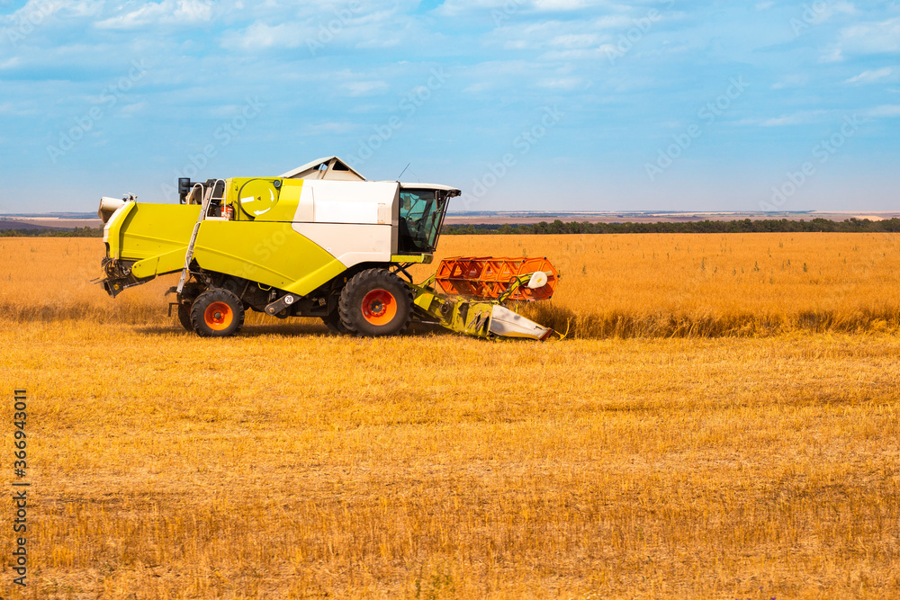Fototapeta premium harvesting wheat in the field on a summer day, harvesters harvesters harvesting bread