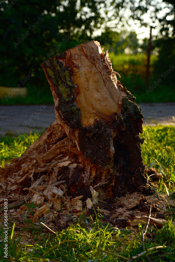 stump from a tree destroyed by a hurricane in the yard of the house stump from a tree destroyed by a hurricane in the yard of the house