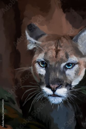 portrait of a puma