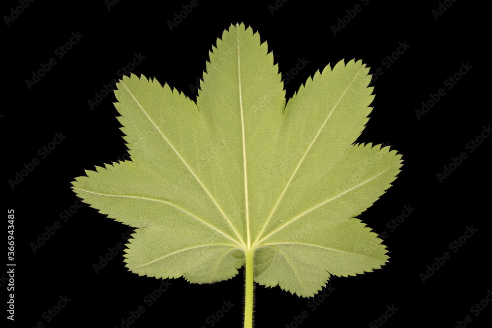 Common Lady's Mantle (Alchemilla vulgaris). Leaf Closeup Common Lady's Mantle (Alchemilla vulgaris). Leaf Closeup