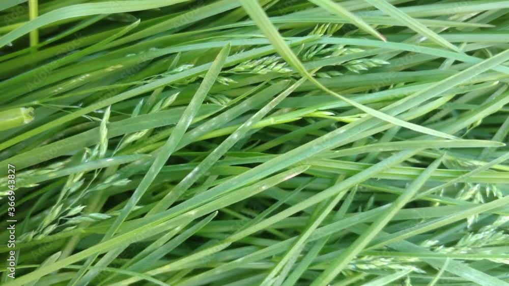 Summer day grass freshness - live macro. Plants and insects closeup. Summer day grass freshness - live macro. Plants and insects closeup.