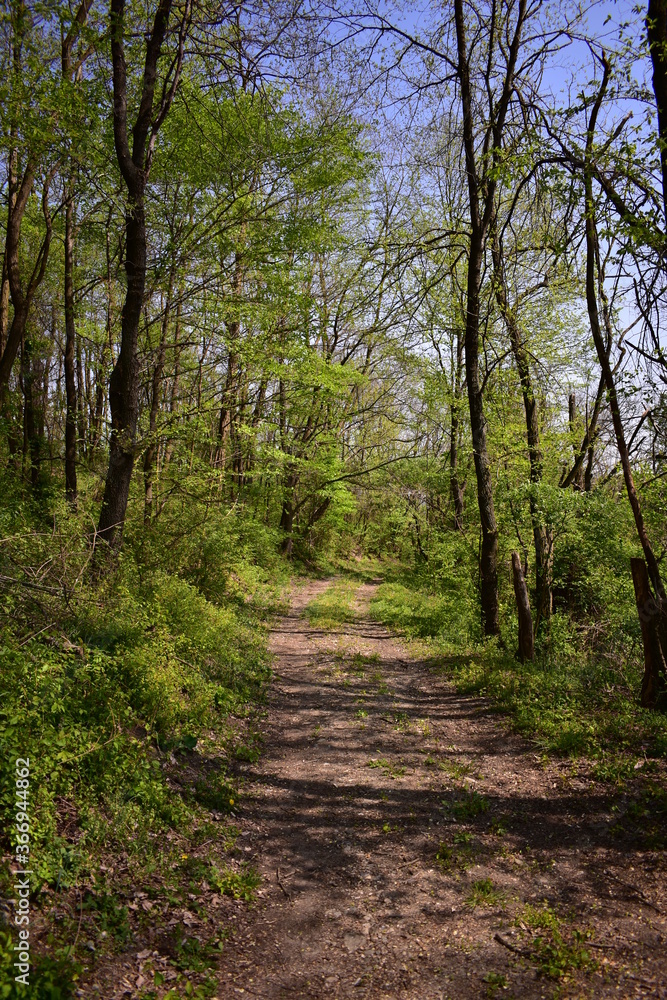spring walking trail. dirt road through the forest spring walking trail. dirt road through the forest