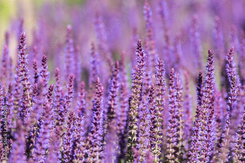fleur sauvage violette poussant en grappe fleur sauvage violette poussant en grappe