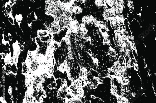 Wooden sycamore texture. Tree wood material.Grunge texture. Grunge black and white vector overlay. Grungy grainy surface.
