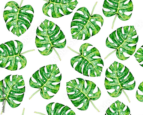 Monstera leaves seamlees pattern, isolated on white. Watercolor illustration.