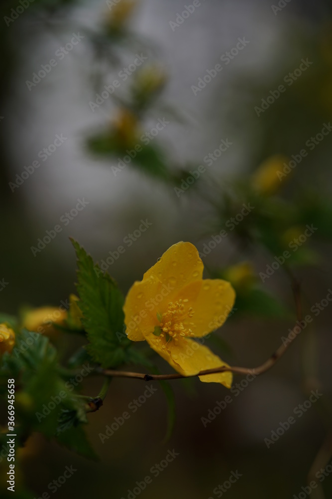 Deep Yellow Flowers of Japanese Kerria in Full Bloom Deep Yellow Flowers of Japanese Kerria in Full Bloom