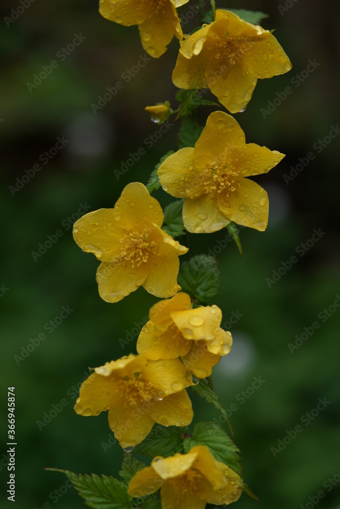 Deep Yellow Flowers of Japanese Kerria in Full Bloom Deep Yellow Flowers of Japanese Kerria in Full Bloom
