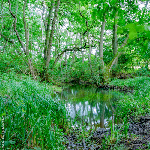 stream in the forest