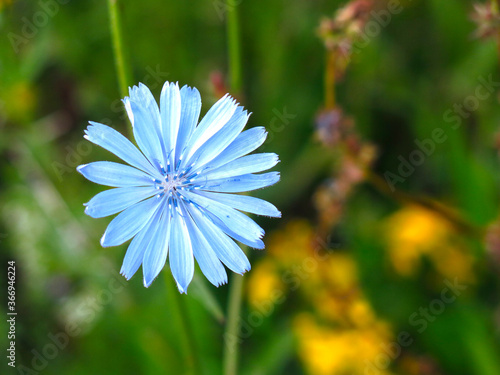 blue chicory (Cichorium) grows in the summer in the field