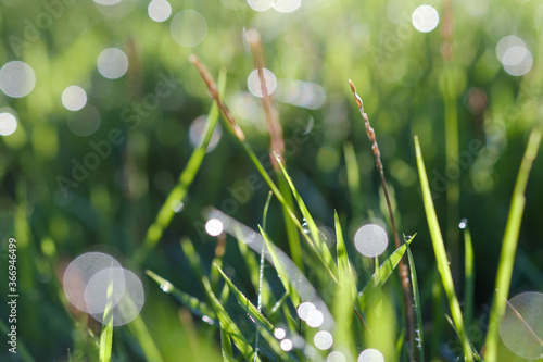 Juicy lush green grass with drops of water dew in morning light close-up macro with bokeh flare in the field beside the way on blur nature background.