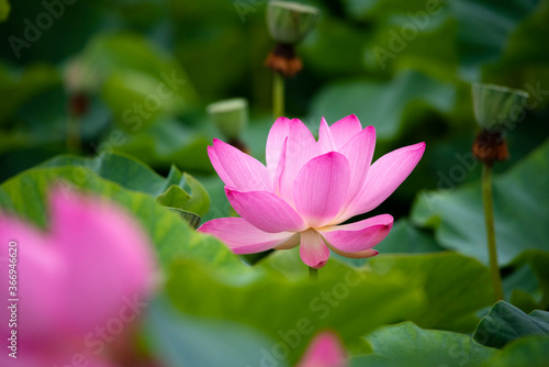 Lotus  pink flower   center of a flower