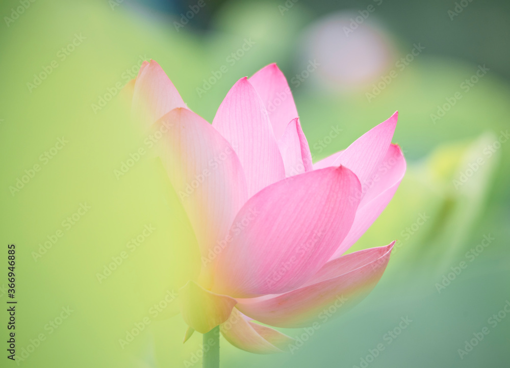 Lotus  pink flower   center of a flower