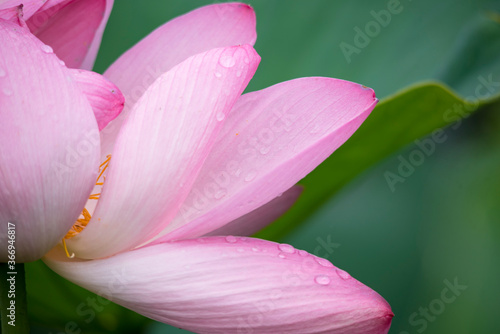 Lotus pink flower center of a flower