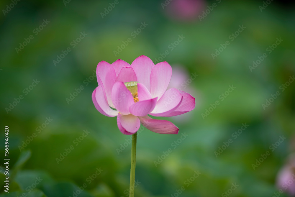 Lotus pink flower center of a flower Lotus pink flower center of a flower