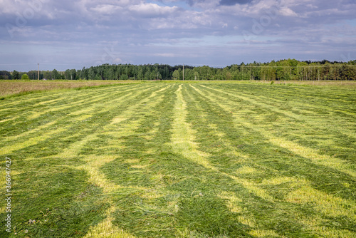 Mowed meadow in Mazowsze region of Poland