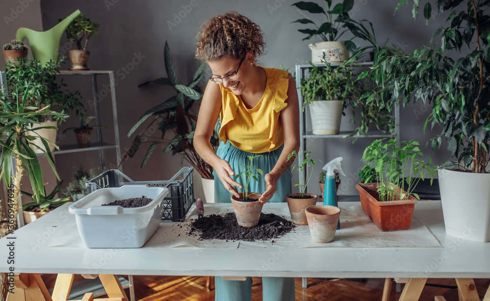Young woman planting plants. Young florist she is planting plants in the pots in the room. Young woman planting plants. Young florist she is planting plants in the pots in the room.
