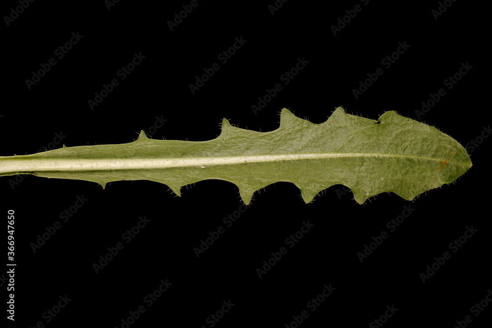 Cat's Ear (Hypochaeris radicata). Leaf Closeup Cat's Ear (Hypochaeris radicata). Leaf Closeup