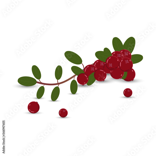Lingonberry branch on a white background. Bright saturated colors. Your design element.