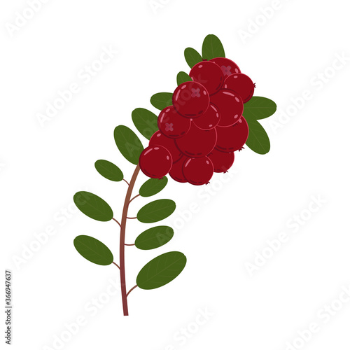 Lingonberry branch on a white background. Bright saturated colors. Your design element.