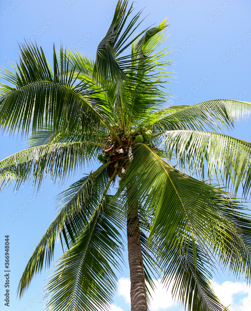 Large green branches on coconut trees against the sky Large green branches on coconut trees against the sky