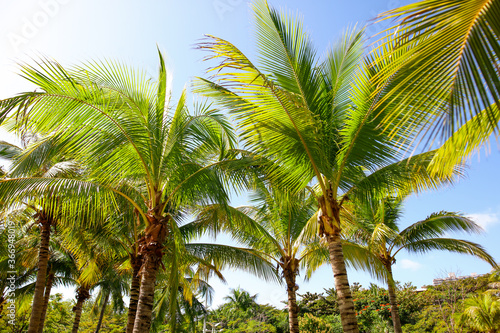 Large green branches on coconut trees against the sky