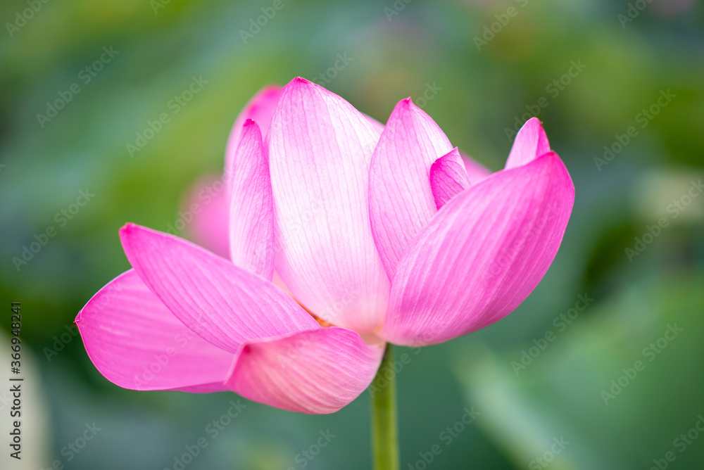 Lotus  pink flower   center of a flower