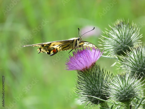 Schwalbenschwanz Schmetterling © Anja