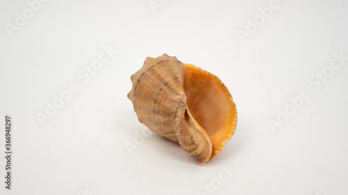 Sea shell on white background.
