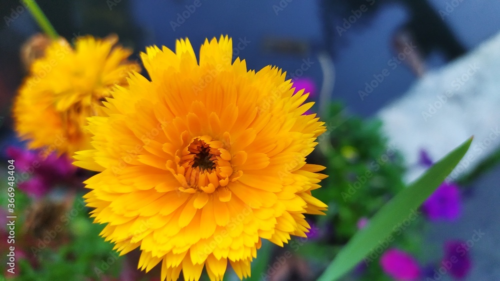 Naklejka premium bee on yellow flower