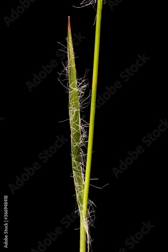 Field Woodrush (Luzula campestris). Leaf Closeup photo