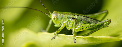 Green grasshopper in grassy vegetation.