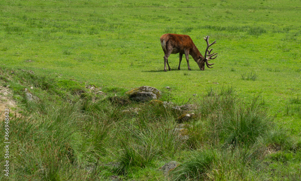Naklejka premium Männlicher Rothirsch auf Waldwiese