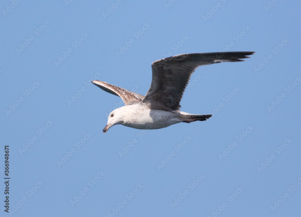 Seagull in flight against the blue sky. Seagull in flight against the blue sky.