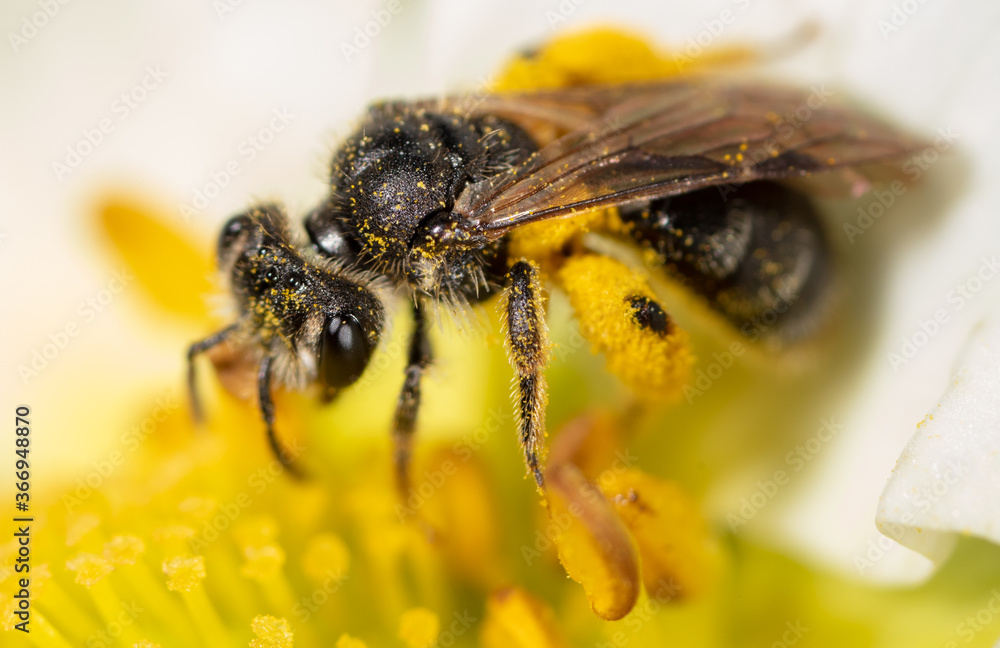 Closeup a bee on a yellow flower Closeup a bee on a yellow flower