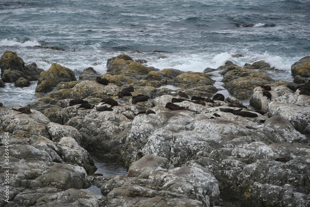 New Zealand- Australian Fur Seals Basking on a Kaikoura Rocky Beach