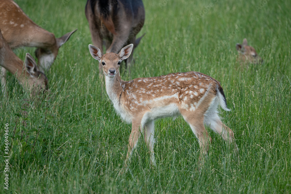 Damwild Kitz im Sommerfell