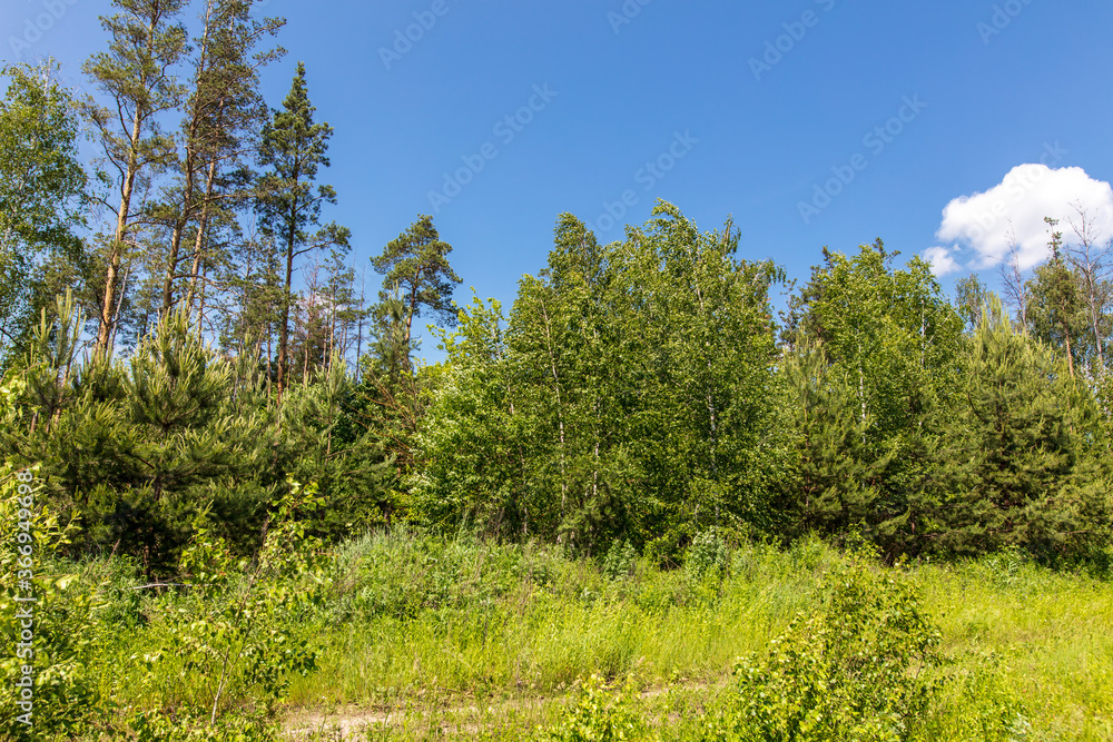 Coniferous and deciduous trees in the summer forest.