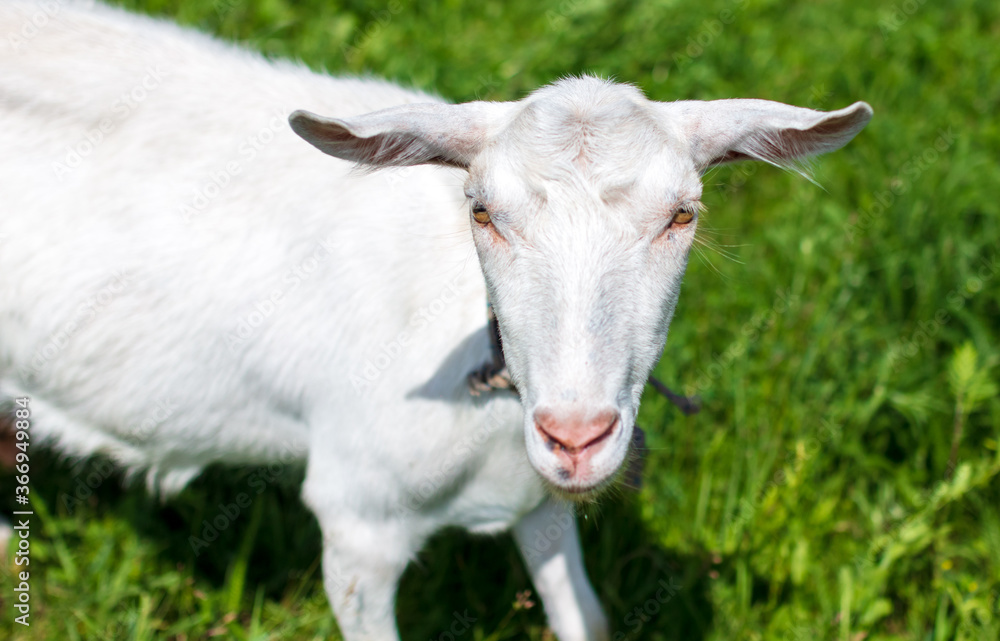 White goat grazes on the green grass White goat grazes on the green grass