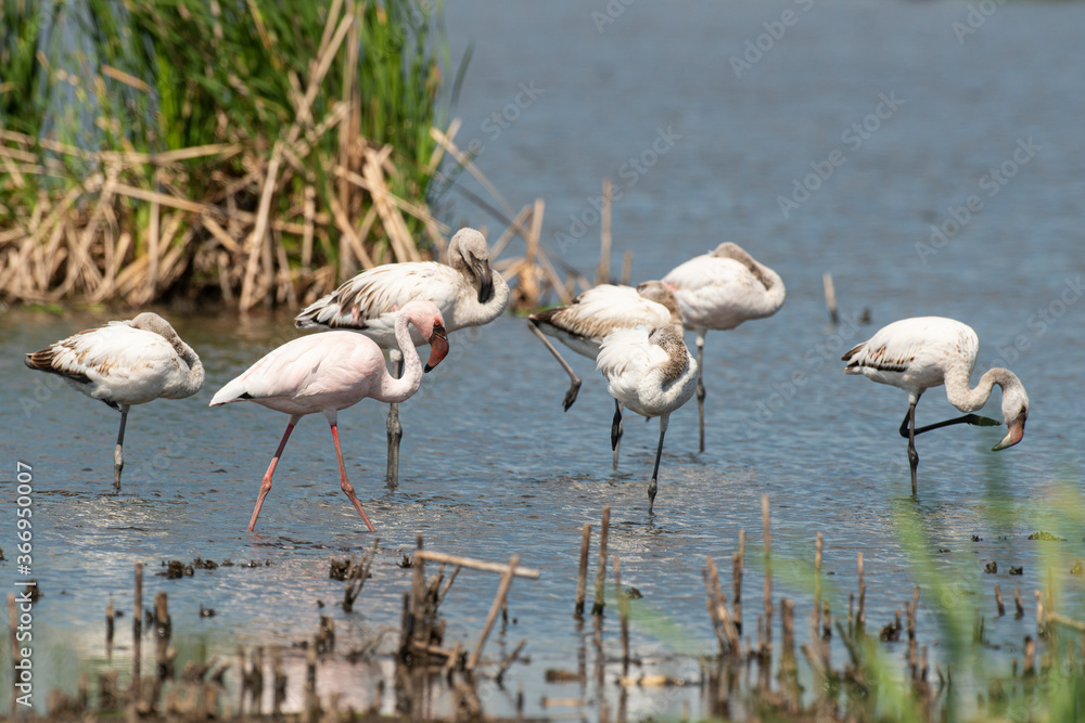 Obraz premium Flamant nain,.Phoeniconaias minor, Lesser Flamingo, Afrique du Sud